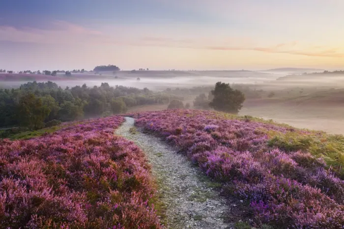 Framed Print : Heather in bloom on lowland heathland, Rockford Common, Linwood, New Forest National Park Framed Print : Heather in bloom on lowland heathland, Rockford Common, Linwood, New Forest National Park