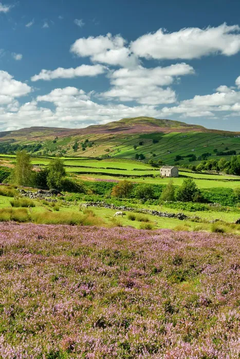 Framed Print : Heather in Bloom in Swaledale, near Reeth, Yorkshire Dales National Park, England Framed Print : Heather in Bloom in Swaledale, near Reeth, Yorkshire Dales National Park, England