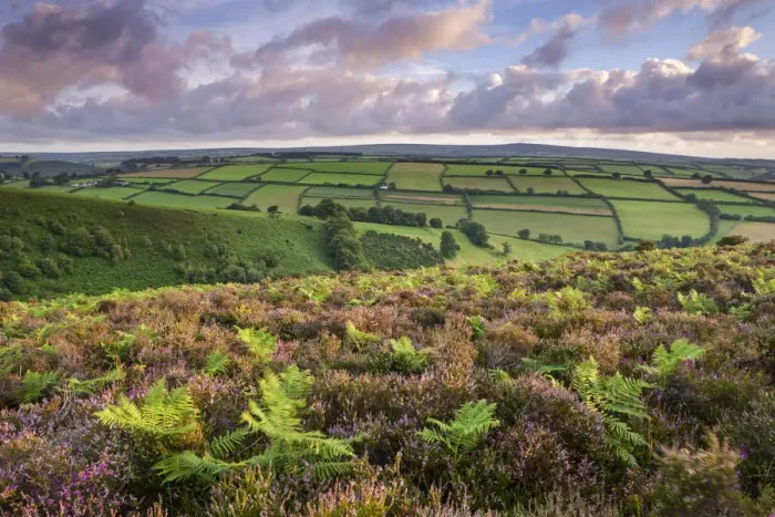 Framed Print : Heather and bracken on Winsford Hill, Exmoor, Somerset, England. Summer Framed Print : Heather and bracken on Winsford Hill, Exmoor, Somerset, England. Summer