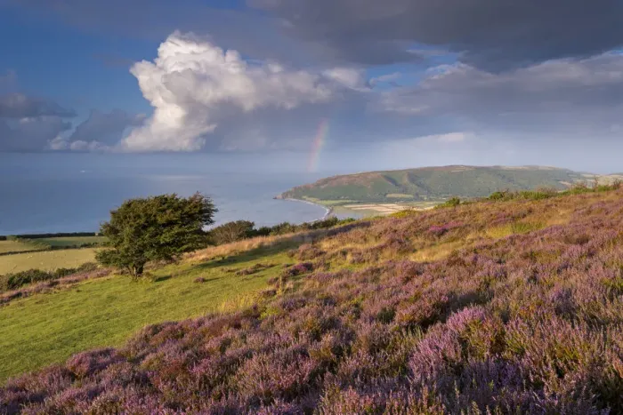 Framed Print : Heather covered moorland on Porlock Common, overlooking Porlock Bay, Exmoor, Somerset Framed Print : Heather covered moorland on Porlock Common, overlooking Porlock Bay, Exmoor, Somerset
