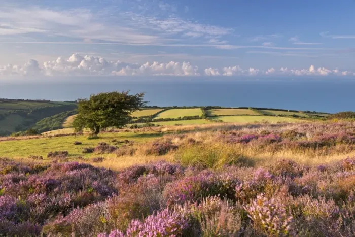 Framed Print : Heather in flower on Porlock Common, Exmoor National Park, Somerset, England. Summer Framed Print : Heather in flower on Porlock Common, Exmoor National Park, Somerset, England. Summer