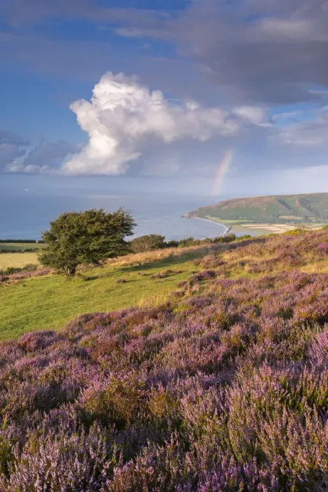 Framed Print : Heather in flower on Porlock Common, Exmoor National Park, Somerset, England. Summer Framed Print : Heather in flower on Porlock Common, Exmoor National Park, Somerset, England. Summer