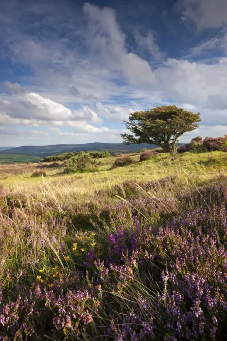 Framed Print : Heather and hawthorn treee on Porlock Common, Exmoor, Somerset. Summer Framed Print : Heather and hawthorn treee on Porlock Common, Exmoor, Somerset. Summer