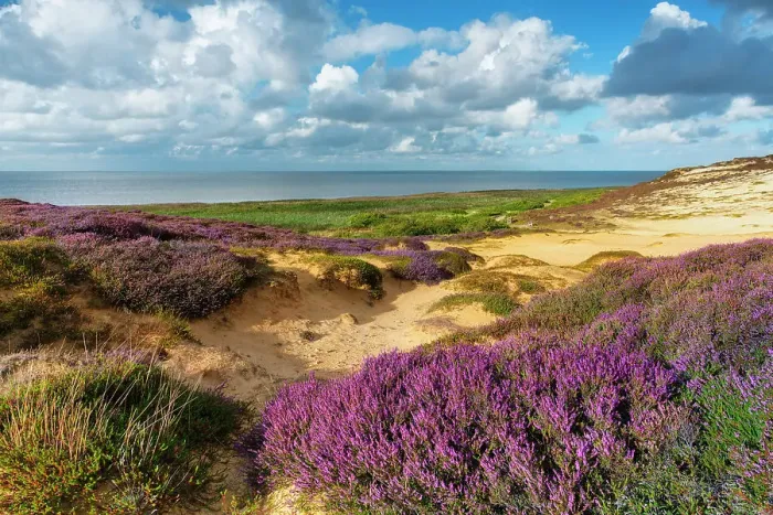 Framed Print : Heather on Morsum cliff, Sylt Island, North Sea, North Frisia, NP Wadden Sea, Schleswig-Holstein, Germany, Europe Framed Print : Heather on Morsum cliff, Sylt Island, North Sea, North Frisia, NP Wadden Sea, Schleswig-Holstein, Germany, Europe