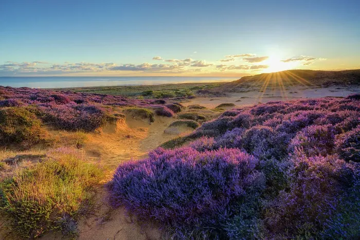 Framed Print : Heather on Morsum cliff, Sylt Island w, North Sea, North Frisia, NP Wadden Sea, Schleswig-Holstein, Germany, Europe Framed Print : Heather on Morsum cliff, Sylt Island w, North Sea, North Frisia, NP Wadden Sea, Schleswig-Holstein, Germany, Europe