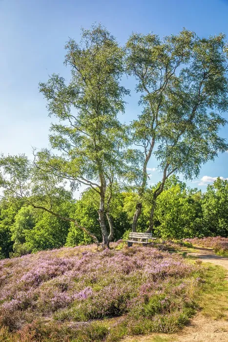 Framed Print : Heathland Birkenbank near the village of Egestorf, Luneburg Heath, Lower Saxony, Germany