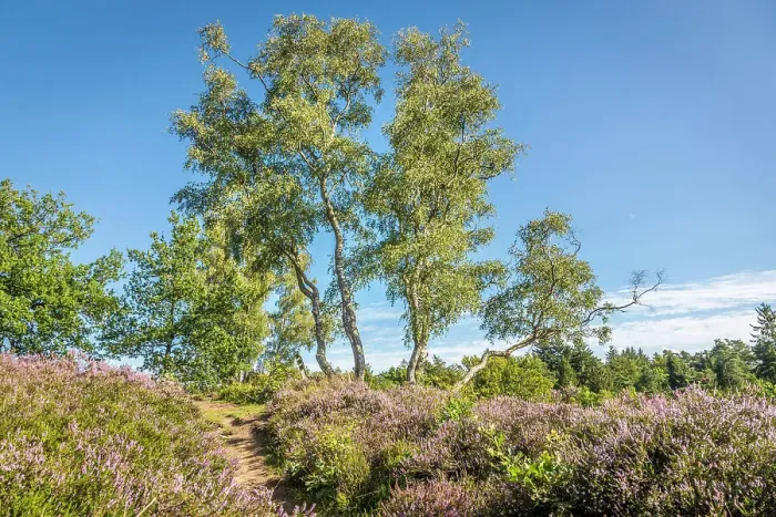 Framed Print : Heathland Birkenbank near the village of Egestorf, Luneburg Heath, Lower Saxony, Germany Framed Print : Heathland Birkenbank near the village of Egestorf, Luneburg Heath, Lower Saxony, Germany