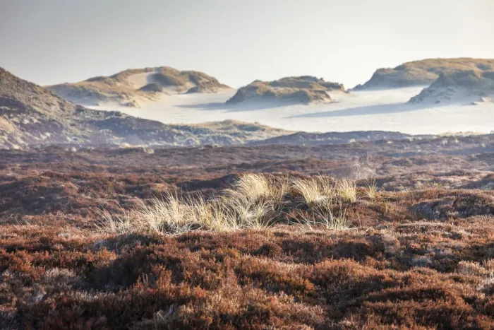 Framed Print : Heathland in the Ellenbogen nature reserve, Sylt, Schleswig-Holstein, Germany Framed Print : Heathland in the Ellenbogen nature reserve, Sylt, Schleswig-Holstein, Germany