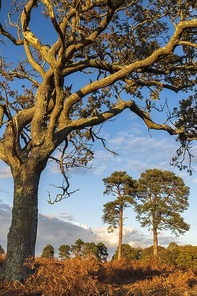 Heathland trees in the New Forest National Park, Hampshire, England