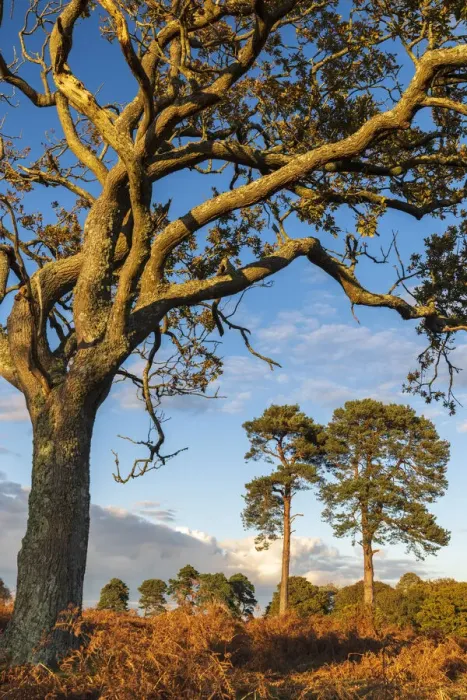 Framed Print : Heathland trees in the New Forest National Park, Hampshire, England Framed Print : Heathland trees in the New Forest National Park, Hampshire, England