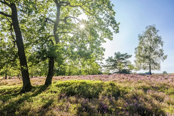 Framed Print : Heathland between the village of Oberhaverbeck and the Wilsener Berg, Luneburg Heath, Lower Saxony, Germany Framed Print : Heathland between the village of Oberhaverbeck and the Wilsener Berg, Luneburg Heath, Lower Saxony, Germany
