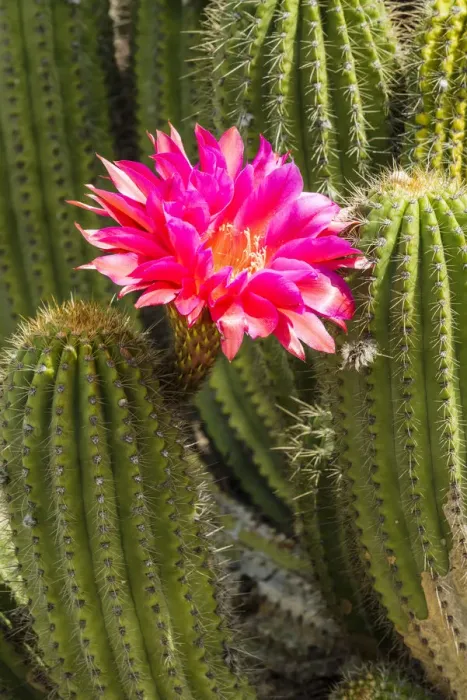 Framed Print : Hedgehog Cactus in Bloom, Huntington Botanical Gardens, San Marino, California, USA Framed Print : Hedgehog Cactus in Bloom, Huntington Botanical Gardens, San Marino, California, USA