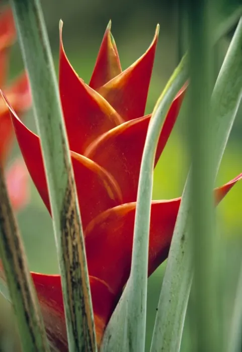 Framed Print : Helliconias, Rarotonga, Cook Islands