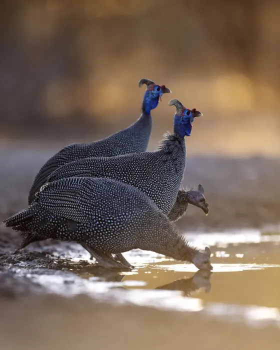 Framed Print : Helmeted Guinea Fowl, Kalahari Desert, Botswana Framed Print : Helmeted Guinea Fowl, Kalahari Desert, Botswana