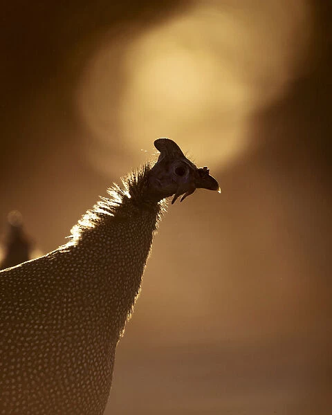 Helmeted Guinea Fowl, Kalahari Desert, Botswana