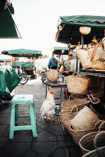 Hen among the market stalls, Jamaa el Fna Square, Marrakech, Morocco