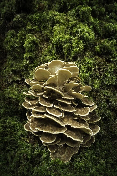 Hen of the woods (Grifola frondosa) at the base of an Oak (Quercus robur)