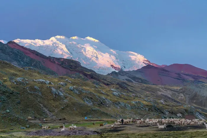 Framed Print : Herd of alpacas under Nevado Ausangate at sunset, near Uchullujllo, Pitumarca District, Canchis Province, Cuzco Region, Peru Framed Print : Herd of alpacas under Nevado Ausangate at sunset, near Uchullujllo, Pitumarca District, Canchis Province, Cuzco Region, Peru