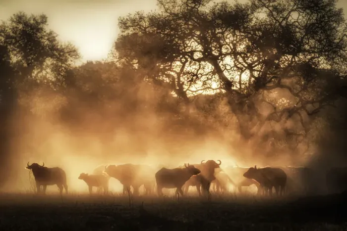 Framed Print : A herd of buffaloes at sunrise in the Serengeti, Tanzania