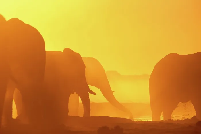 Framed Print : Herd of Elephant drinking in a dusty golden sunset at a waterhole, Nxai Pan National Park, Botswana Framed Print : Herd of Elephant drinking in a dusty golden sunset at a waterhole, Nxai Pan National Park, Botswana