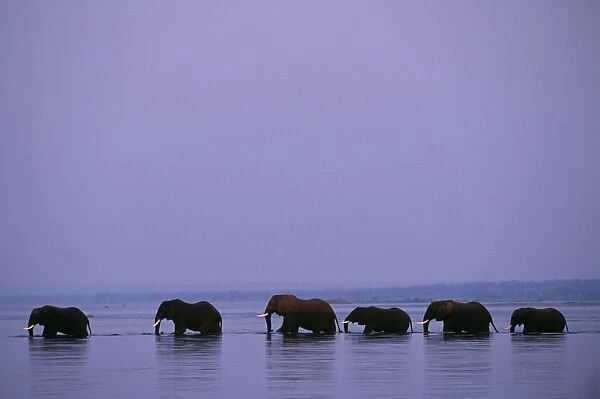 Herd of elephants cross the Zambezi River in line