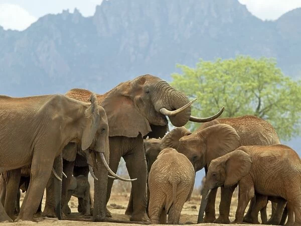 A herd of elephants drinking at a waterhole in Tsavo West National Park, Kenya