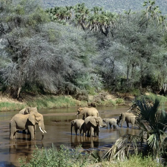 Framed Print : A herd of elephants drinks from the Uaso Nyiru River Framed Print : A herd of elephants drinks from the Uaso Nyiru River