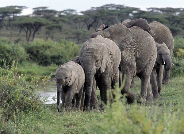 A herd of elephants moves in single file