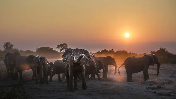 A herd of elephants near the waterhole in the Savuti area of Chobe National Park