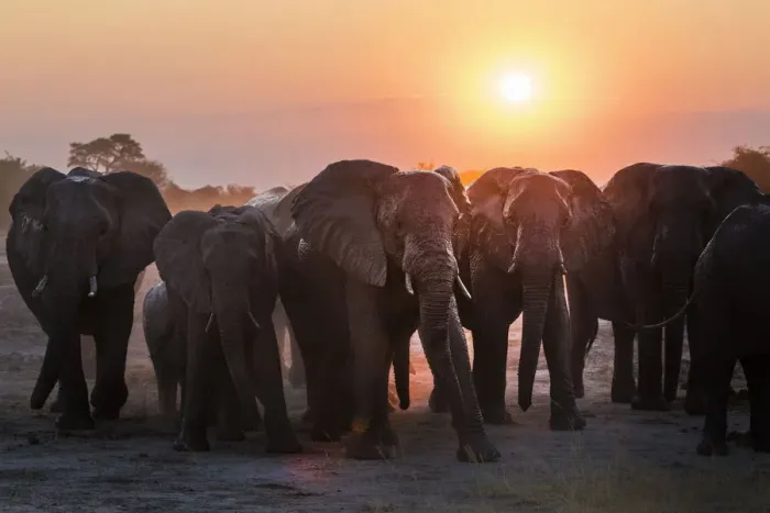 Framed Print : A herd of elephants near the waterhole in the Savuti area of Chobe National Park Framed Print : A herd of elephants near the waterhole in the Savuti area of Chobe National Park