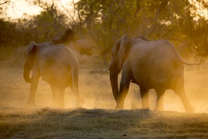 Framed Print : Herd of elephants at the Okavango Delta, Botswana Framed Print : Herd of elephants at the Okavango Delta, Botswana