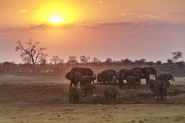 Herd of elephants at sunset. Kalahari, Namibia