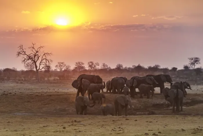 Framed Print : Herd of elephants at sunset. Kalahari, Namibia