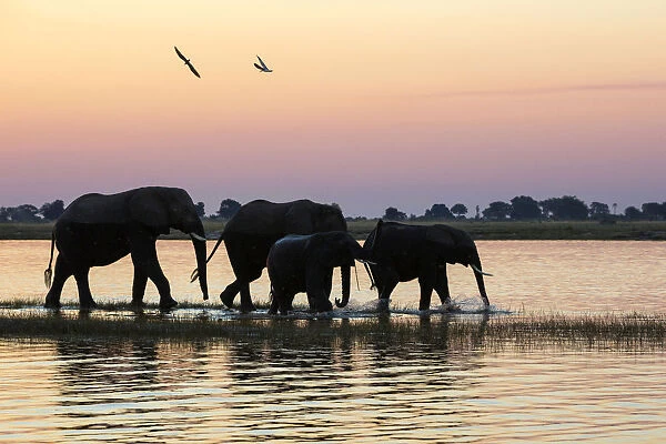 A herd of elephants walking along Chobe river shores, along the border between Namibia