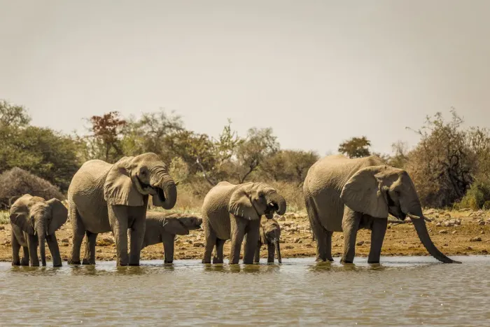 Framed Print : Herd of elephants at the waterhole, Namibia, Africa