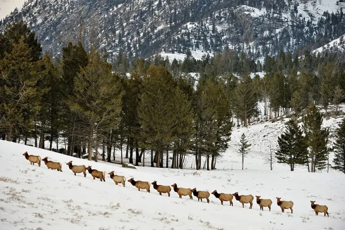 Framed Print : A herd of elk (Cervus elaphus) walking in a line on a snowy slope on the Columbia Blacktail Plateau, Yellowstone NP, Wyoming, USA