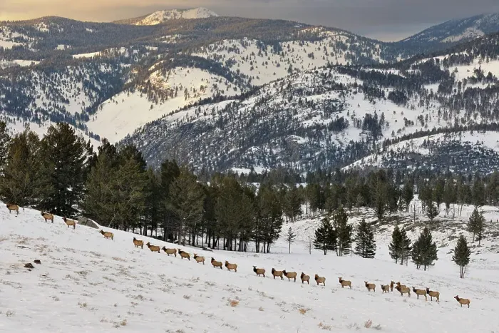Framed Print : A herd of elk (Cervus elaphus) walking in a line on a snowy slope on the Columbia Blacktail Plateau, Yellowstone NP, Wyoming, USA Framed Print : A herd of elk (Cervus elaphus) walking in a line on a snowy slope on the Columbia Blacktail Plateau, Yellowstone NP, Wyoming, USA