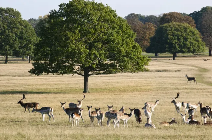 Framed Print : A herd of fallow deer in Richmond Park, Surrey, UK Framed Print : A herd of fallow deer in Richmond Park, Surrey, UK