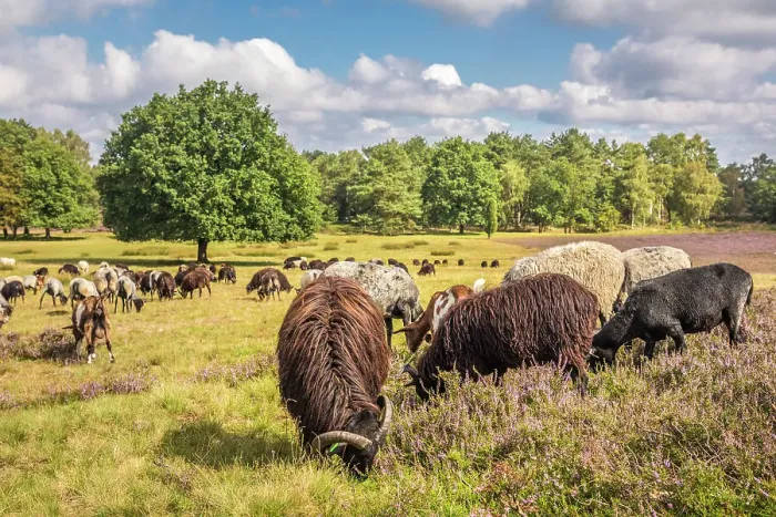 Framed Print : Herd of Heidschnucken sheep and goats tending the heathland near Schneverdingen, Luneburg Heath, Lower Saxony, Germany Framed Print : Herd of Heidschnucken sheep and goats tending the heathland near Schneverdingen, Luneburg Heath, Lower Saxony, Germany