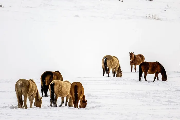 Framed Print : A herd of horses Framed Print : A herd of horses