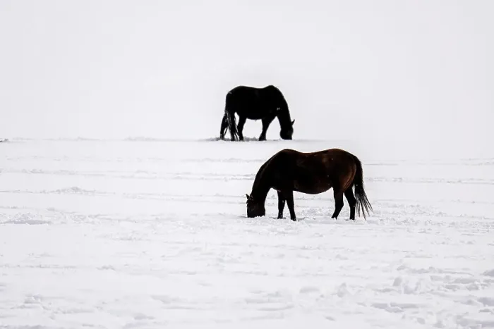 Framed Print : A herd of horses, Gardiner, Montana, USA