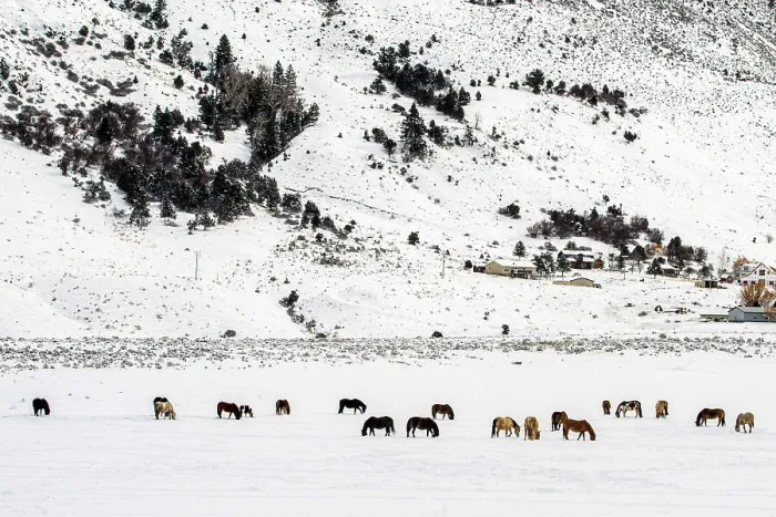Framed Print : A herd of horses, Gardiner, Montana, USA Framed Print : A herd of horses, Gardiner, Montana, USA