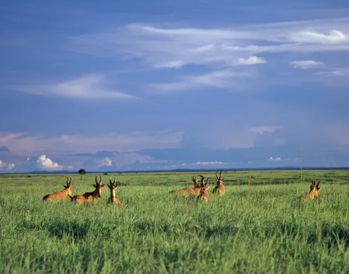 Framed Print : A herd of Lelwels Kongoni, or Hartebeest, in the lush grasslands of Garamba National Park in Northern Framed Print : A herd of Lelwels Kongoni, or Hartebeest, in the lush grasslands of Garamba National Park in Northern