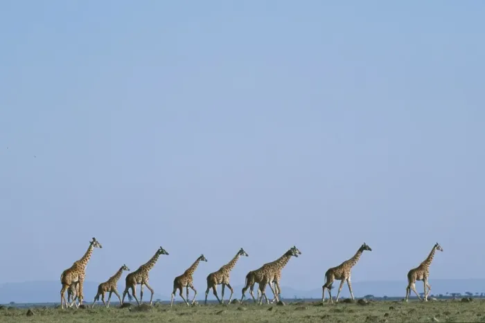 Framed Print : A herd of Masai giraffe (Giraffa camelopardalis tippelskirchi)