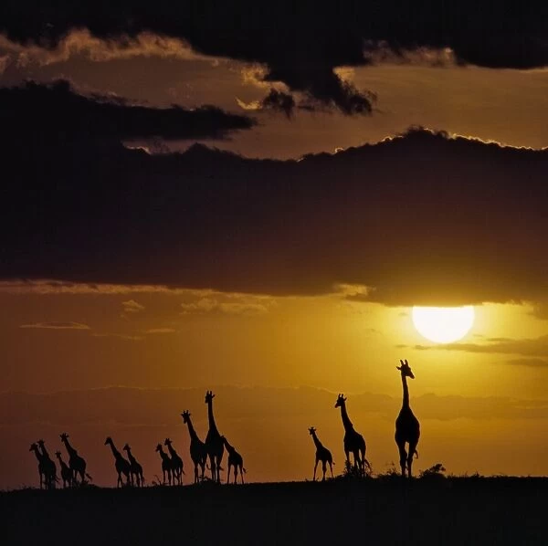A herd of Masai giraffes at sunset in the Masai Mara National Reserve