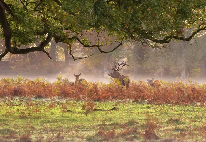 Framed Print : A herd of red deer in the early morning mist during rutting season in Bushy Park, London, England Framed Print : A herd of red deer in the early morning mist during rutting season in Bushy Park, London, England