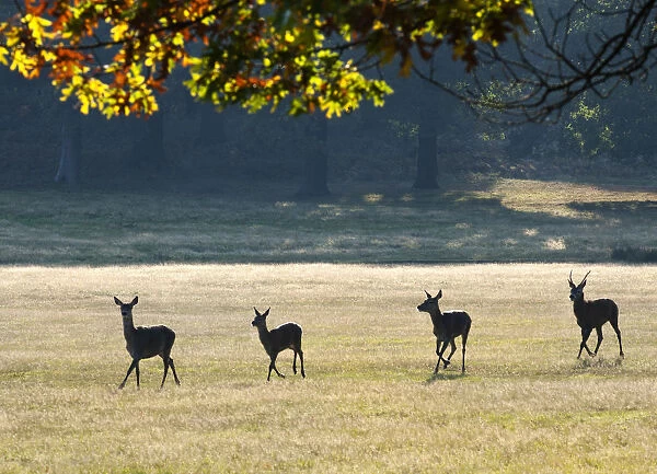 Herd of red deer running through Richmond Park, Surrey, UK