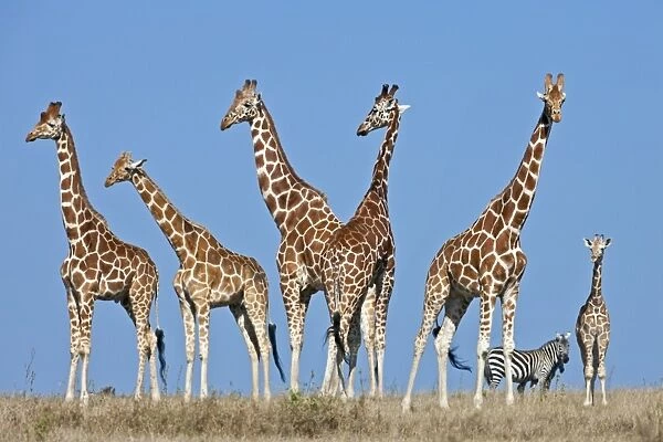 A herd of Reticulated giraffes with common zebra in the background