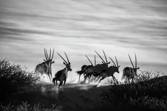 Framed Print : A herd of running Oryx, Bagatelle Kalahari Game Ranch, Namibia, Africa Framed Print : A herd of running Oryx, Bagatelle Kalahari Game Ranch, Namibia, Africa