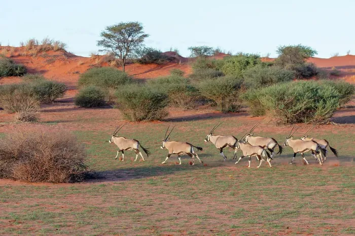 Framed Print : A herd of running oryx, Bagatelle Kalahari Game Ranch, Namibia, Africa Framed Print : A herd of running oryx, Bagatelle Kalahari Game Ranch, Namibia, Africa